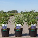 Caryopteris clandonensis 'Thetis' (PBR) cont. 3,6L 30-40 cm +ф