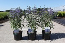 Caryopteris clandonensis 'Thetis' (PBR) cont. 3,6L 30-40 cm +f