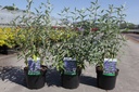 Caryopteris clandonensis 'Thetis' Noble® (PBR) cont. 3,6L 30-40 cm +p