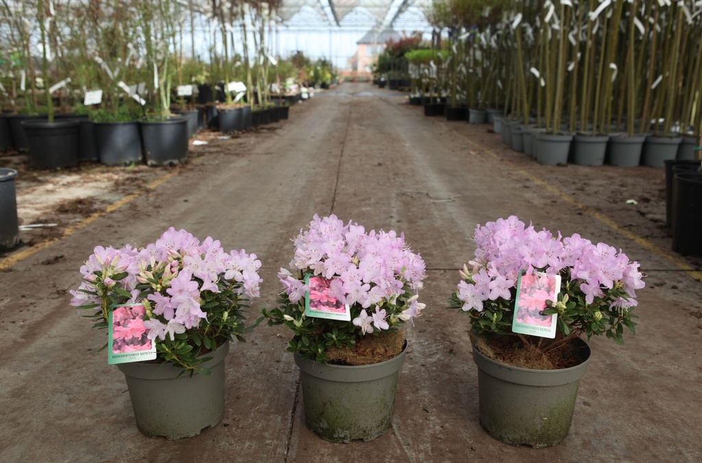 Rhododendron 'Snipe' cont. 3L 25-30 cm (roze) +f