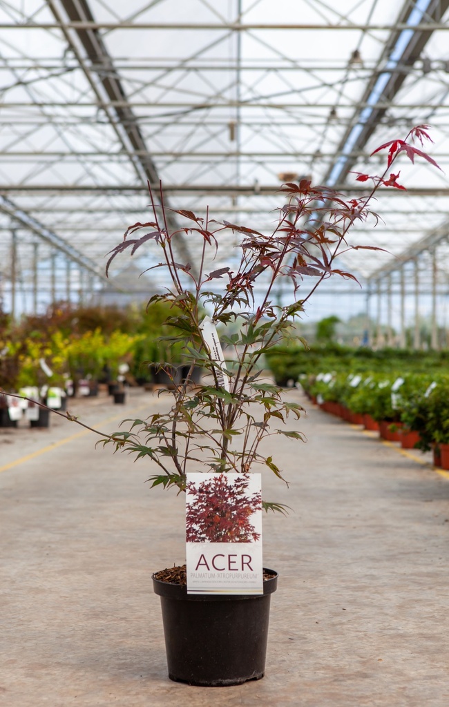 [P] Acer palmatum 'Atropurpureum' cont. 4L 50-60 cm +B