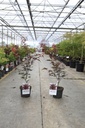 Acer palmatum 'Atropurpureum' cont. 4L 50-60 cm +f