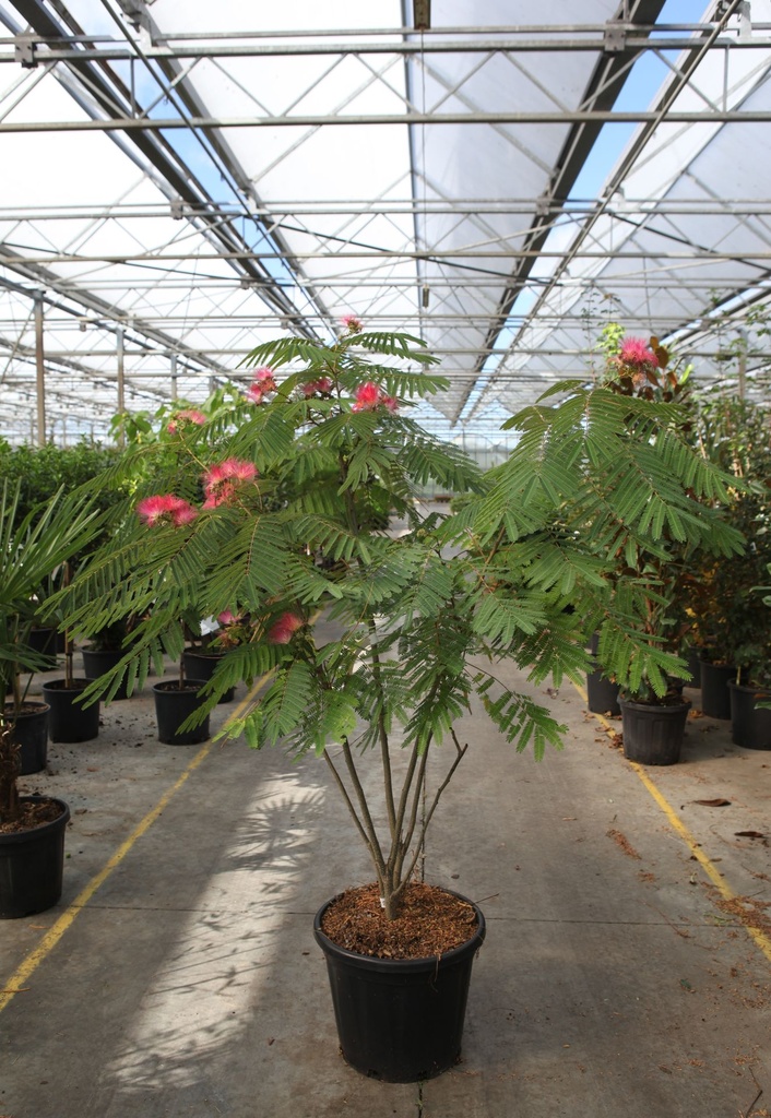 [P] Albizia julibrissin OMBRELLA cont. 30L 150-175 cm +p