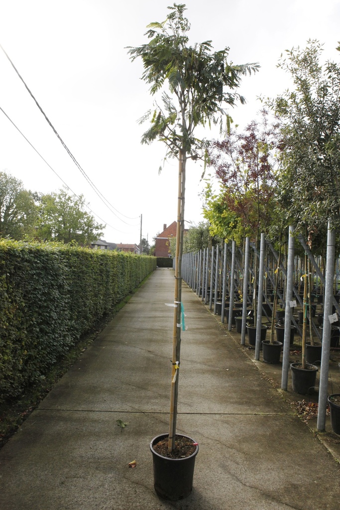 [P] Albizia julibrissin OMBRELLA cont. 25L standard 8-10