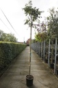 Albizia julibrissin OMBRELLA cont. 25L standard 8-10