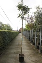 Albizia julibrissin OMBRELLA cont. 25L tige haute 8-10