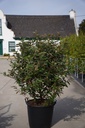 Elaeagnus ebbingei cont. 70L 150/+ cm