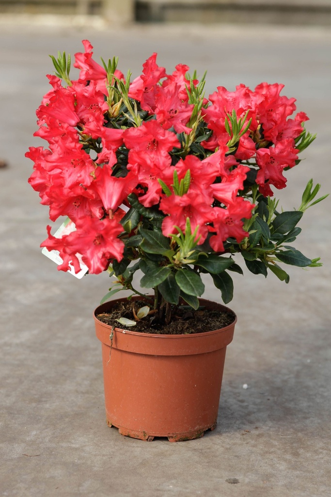 Rhododendron 'Baden-Baden' cont. 3L 25-30 cm (red) +p