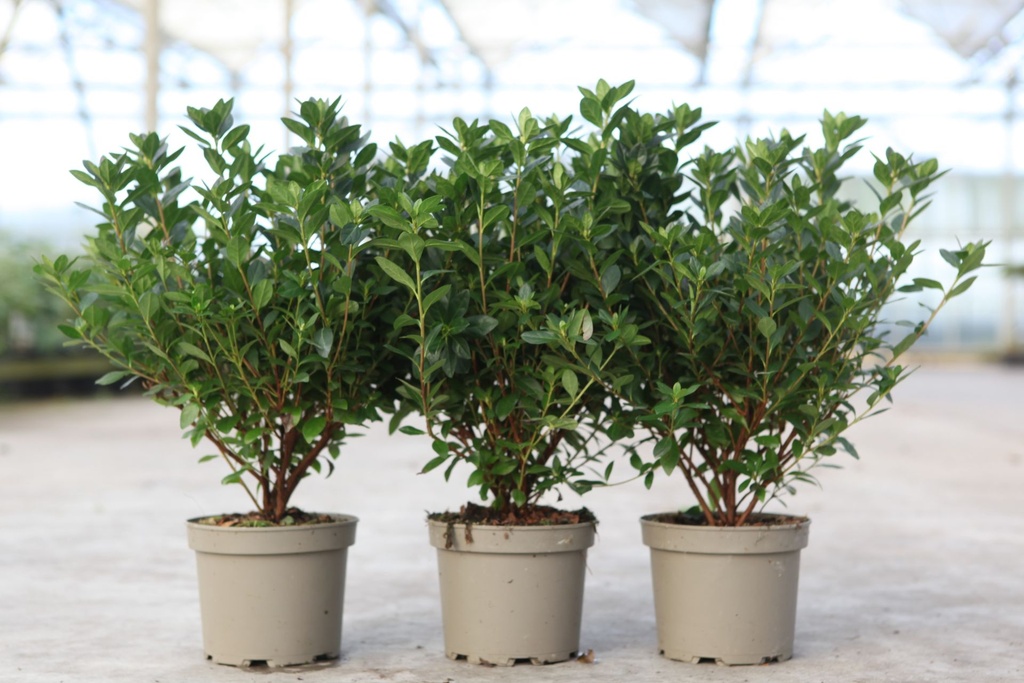 Rhododendron (AJ) 'Madame Galle' Kont. 2L 30-40 cm (rot) +B