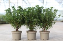 Rhododendron (AJ) 'Madame Galle' cont. 2L 30-40 cm (красный) +ф
