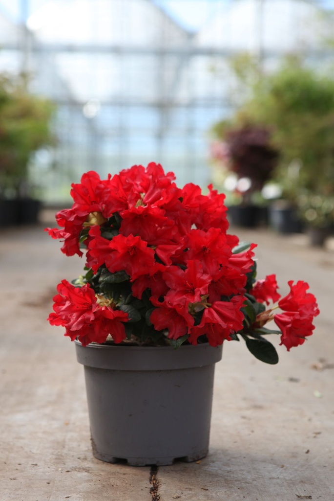 Rhododendron (AJ) 'Moederkensdag' cont. 2L 30-40 cm (красный) +ф