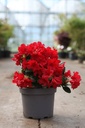Rhododendron (AJ) 'Moederkensdag' cont. 2L 30-40 cm (rood) +f