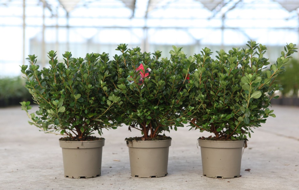 [P] Rhododendron (AJ) 'Hino Crimson' cont. 2L 30-40 cm (red) +p