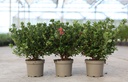 Rhododendron (AJ) 'Hino Crimson' cont. 2L 30-40 cm (rood) +f