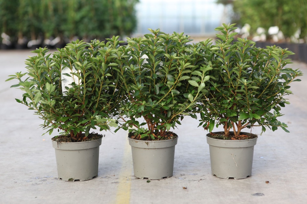 [P] Rhododendron (AJ) 'Mad. van Hecke' cont. 2L 30-40 cm (pink) +p