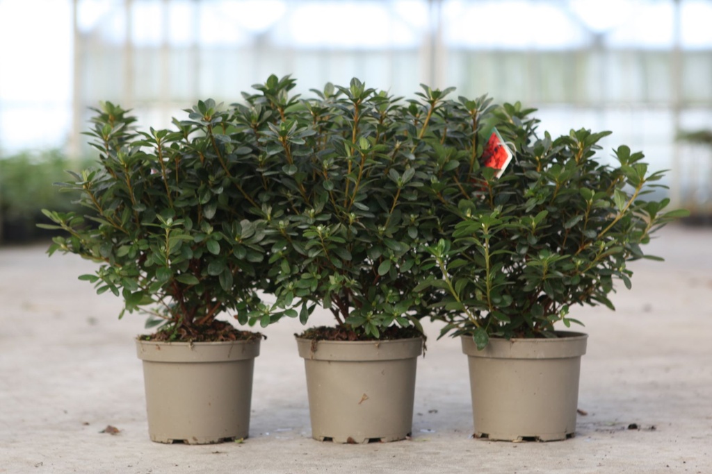 [P] Rhododendron (AJ) 'Geisha Orange' cont. 2L 30-40 cm (orange) +p