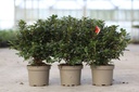 Rhododendron (AJ) 'Geisha Orange' cont. 2L 30-40 cm (оранжевый) +ф