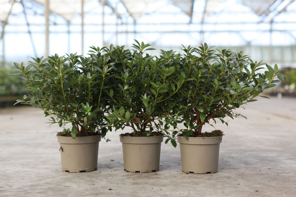 [P] Rhododendron (AJ) 'Blaue Donau' cont. 2L 30-40 cm (blue) +ф