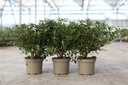 Rhododendron (AJ) 'Blaue Donau' cont. 2L 30-40 cm (blauw) +f