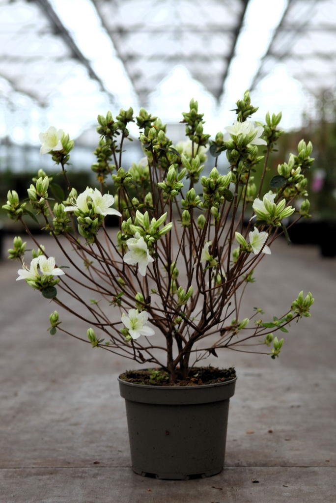 Rhododendron (AJ) 'Palestrina' Kont. 2L 30-40 cm (weiss) +B