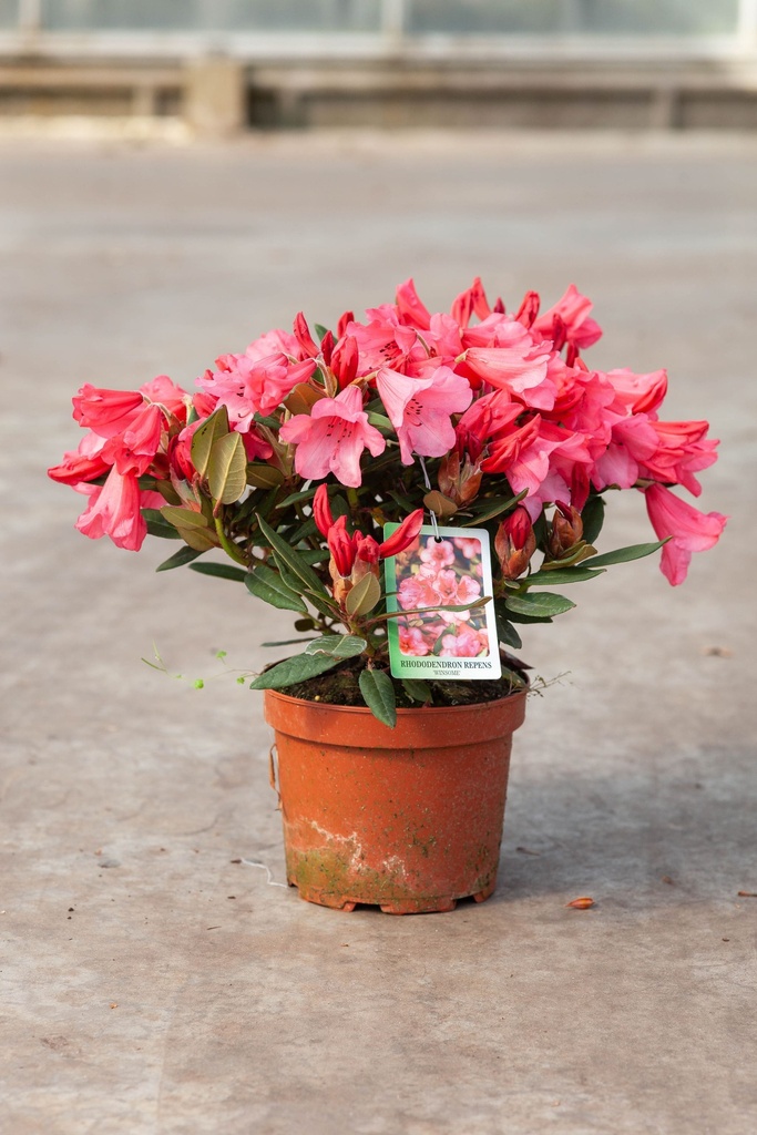 Rhododendron 'Winsome' cont. 3L 25-30 cm (розовый) +ф