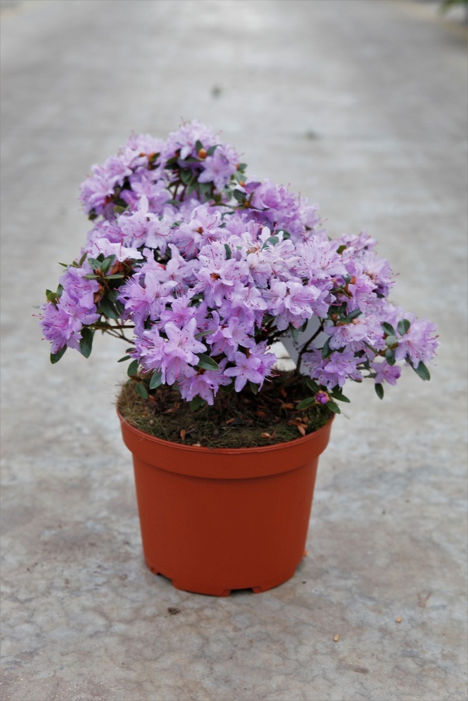 Rhododendron 'Moerheim' cont. 3L 25-30 cm (blue) +p