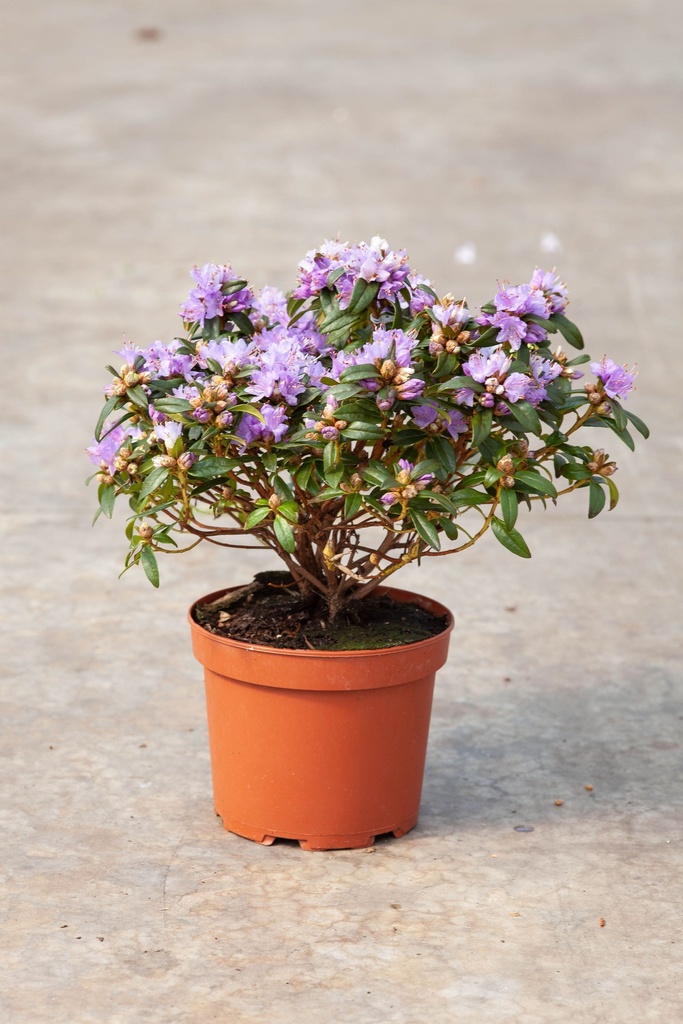 Rhododendron 'Gristede' cont. 3L 25-30 cm (blauw) +f