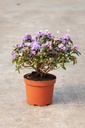 Rhododendron 'Gristede' Kont. 3L 25-30 cm (blau) +B