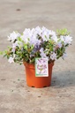 Rhododendron 'Blue Tit' cont. 3L 25-30 cm (blue) +p
