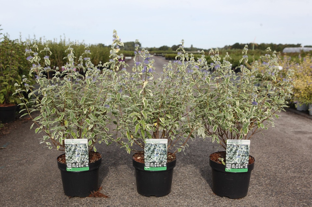 Caryopteris clandonensis 'White Surprise' (PBR) cont. 3,6L 30-40 cm +p