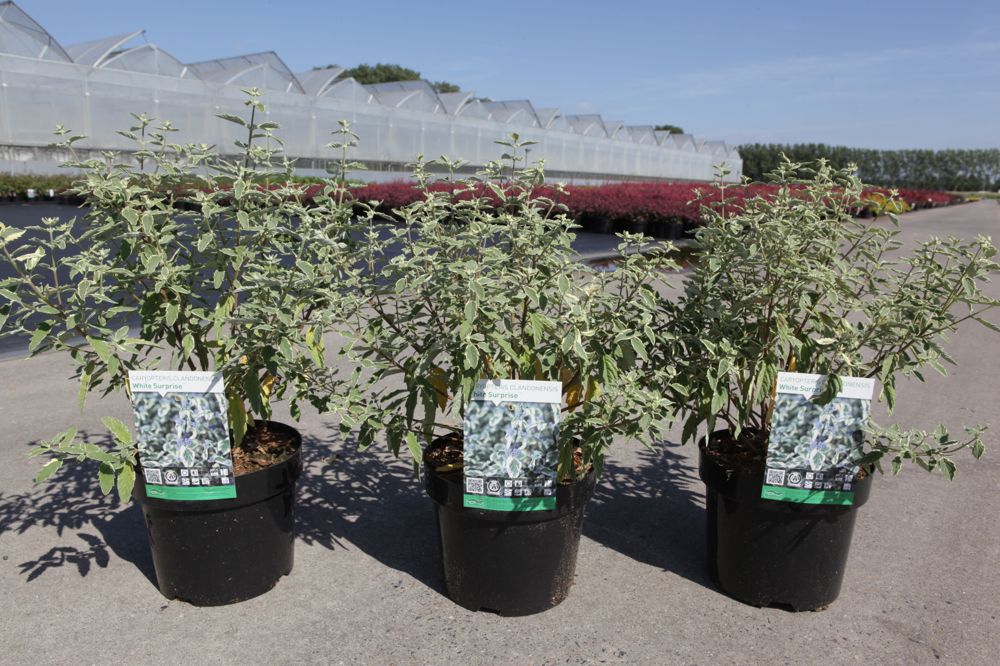 Caryopteris clandonensis 'White Surprise' (PBR) cont. 3,6L 30-40 cm +p
