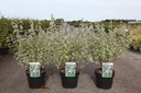 Caryopteris clandonensis 'White Surprise' (PBR) cont. 3,6L 30-40 cm +p