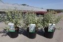 Caryopteris clandonensis 'White Surprise' (PBR) cont. 3,6L 30-40 cm +p