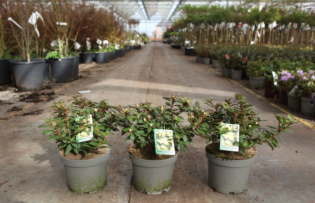 Rhododendron 'Princess Anne' cont. 3L 25-30 cm (gelb) +B