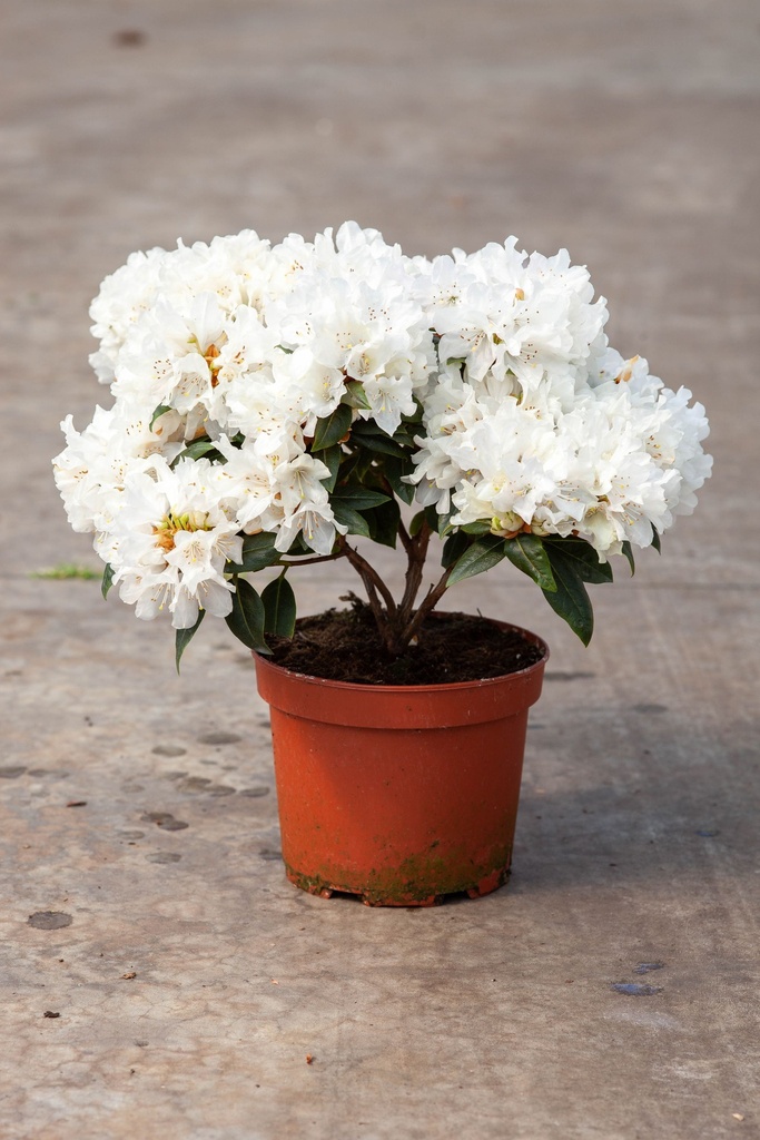 Rhododendron 'Dora Amateis' cont. 3L 25-30 cm (white) +p