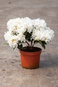 Rhododendron 'Dora Amateis' cont. 3L 25-30 cm (white) +ф