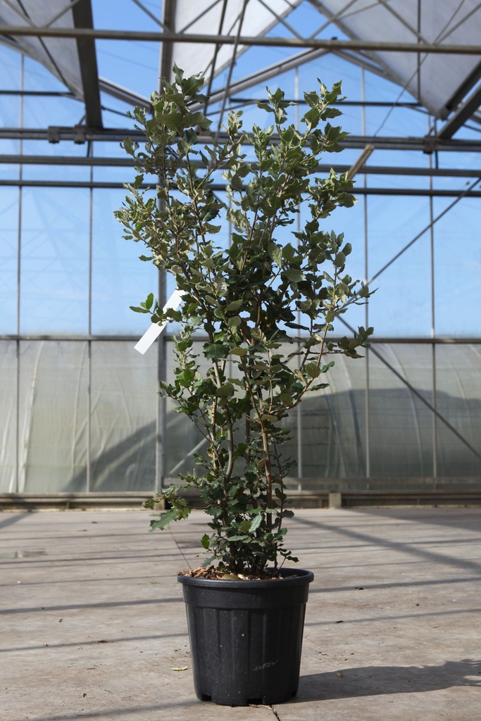 Quercus ilex cont. 10L 100-125 cm