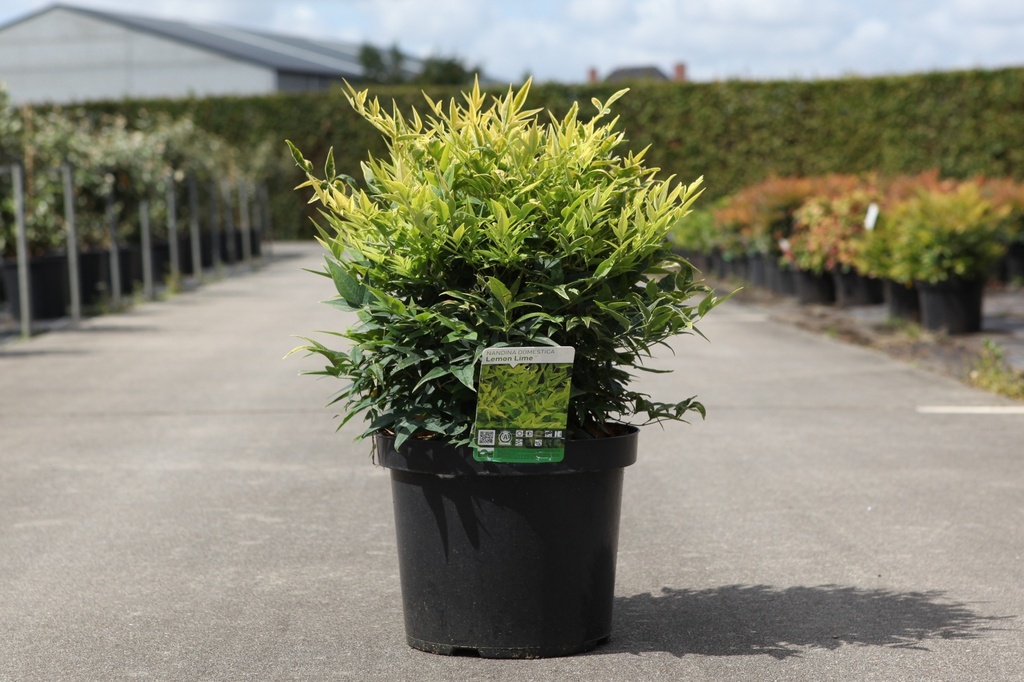 Nandina domestica Magical® LEMON LIME (PBR) cont. 10L 40-50 cm +ф