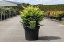 Nandina domestica Magical® LEMON LIME (PBR) cont. 10L 40-50 cm +ф