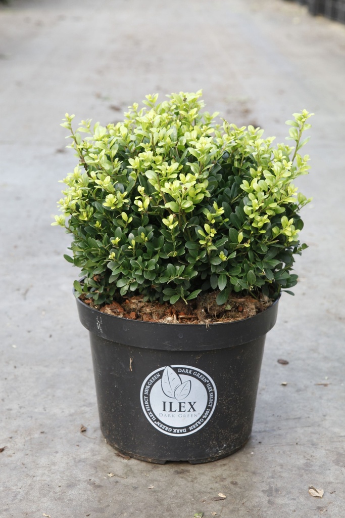 [P] Ilex crenata 'Dark Green®' cont. 5L 25/+ cm ball