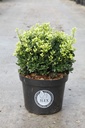 Ilex crenata 'Dark Green®' Kont. 5L 25/+ cm Kugel