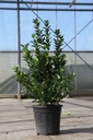 Euonymus japonicus cont. 10L 80-100 cm