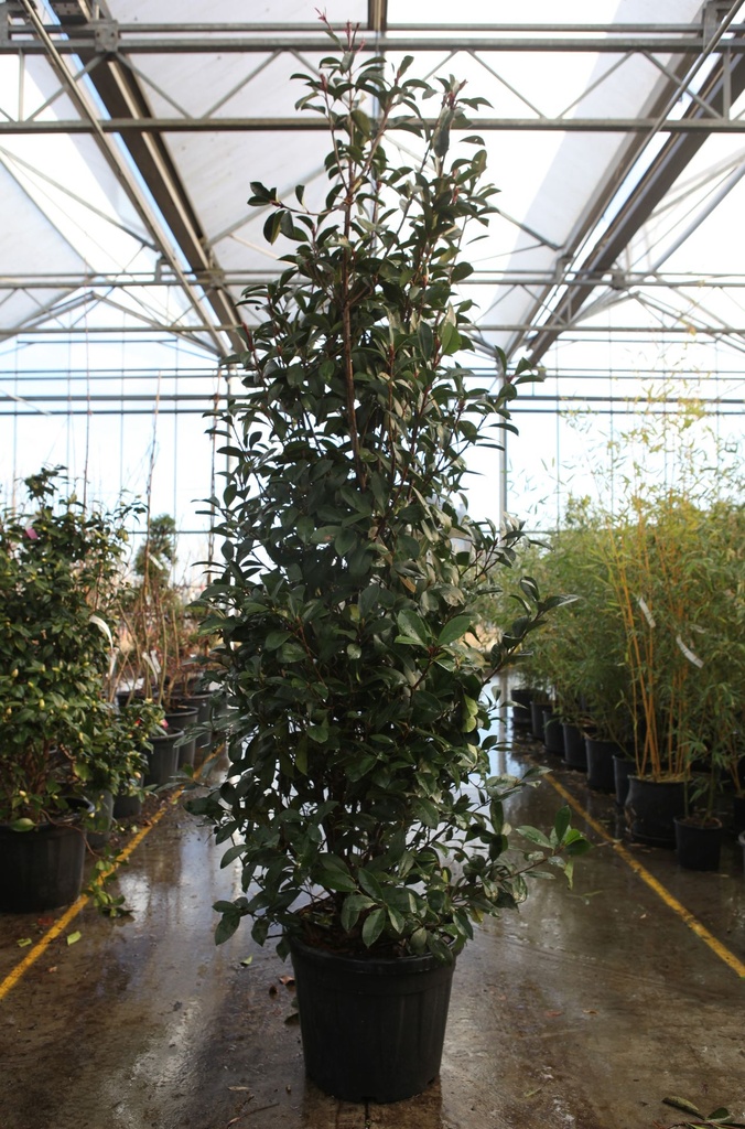 Photinia fraseri 'Red Robin' cont. 35L 175-200 cm