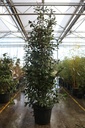Photinia fraseri 'Red Robin' cont. 35L 175-200 cm