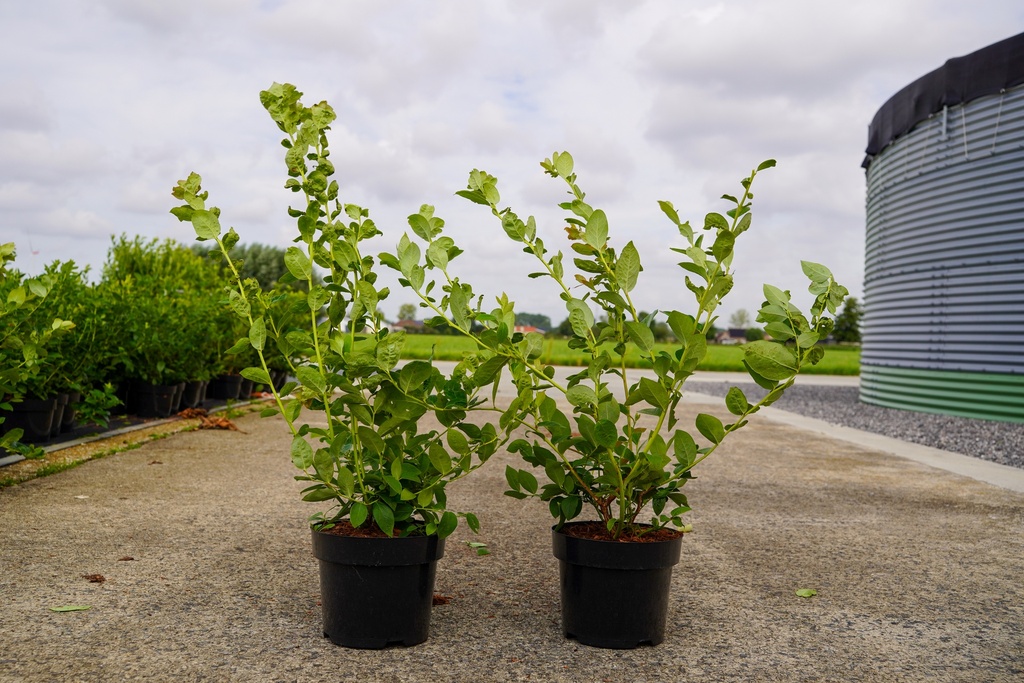 [P] Vaccinium corymbosum 'Goldtraube 71' cont. 3L 20/+ cm +ф