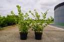 Vaccinium corymbosum 'Goldtraube 71' cont. 3L 20/+ cm +ф