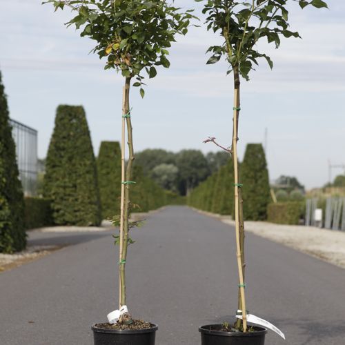 [P] Rosa SCHNEEWITTCHEN® cont. 7L hoch 100 cm Stamm +B