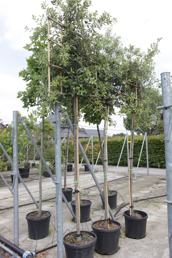 Quercus ilex cont. 30L hoogstam 8-10 leiboom