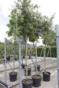 Quercus ilex cont. 30L hoogstam 8-10 leiboom