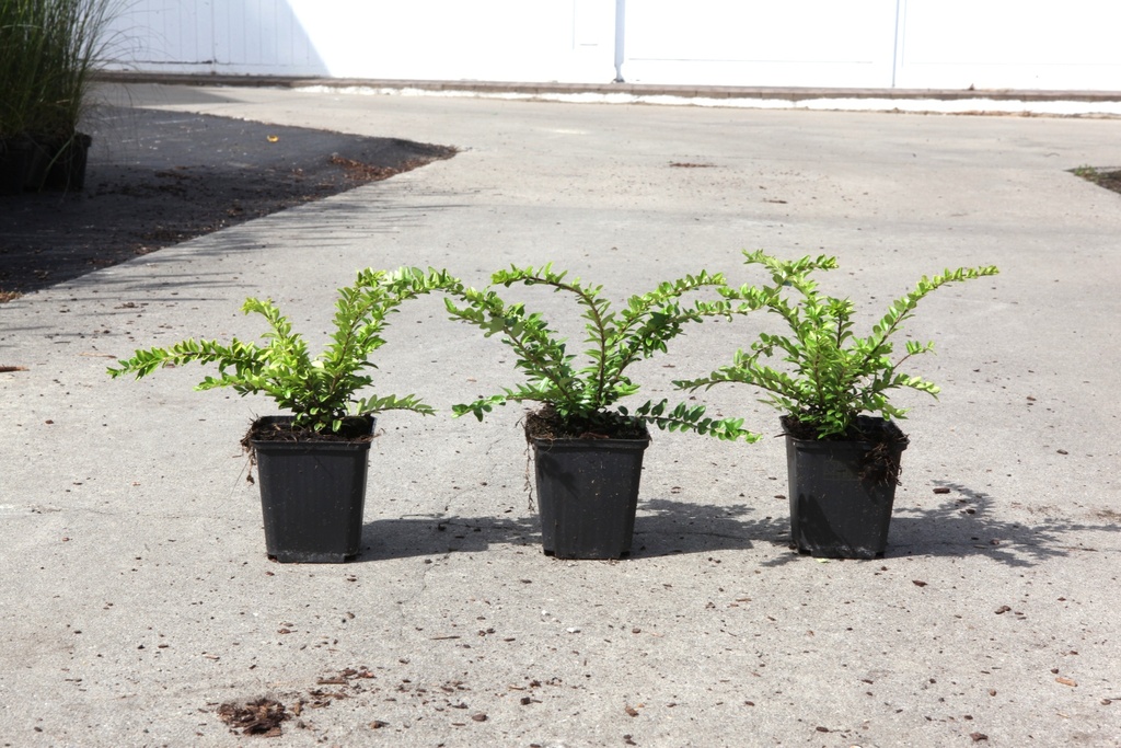 [P] Lonicera nitida 'Maigrün' cont. 0,4L (P9)